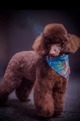 Teddy x Maple - May Litter 2026