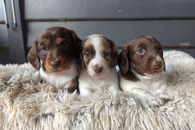 River x Mavis - March Litter 2025