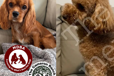F1 Theodores with pedigree papers Dusty  x Zoe - April Litter 2026