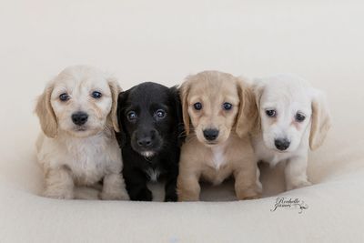 Wally x Daisy - Jun Litter 2026
