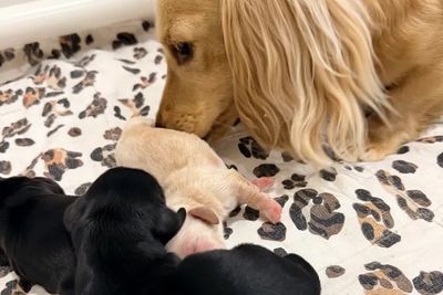 RIVER x WINNIE - May Litter 2026