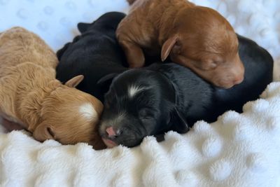 Leo x Myra - Jul Litter 2026