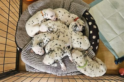 Jul Litter 2026