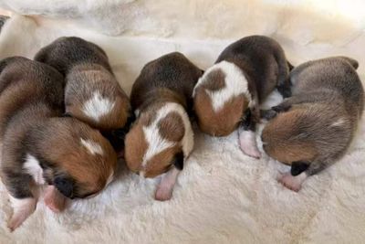 Roro x Fishy - Sep Litter 2026
