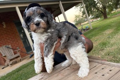 Mr P x Remi - November Litter 2026