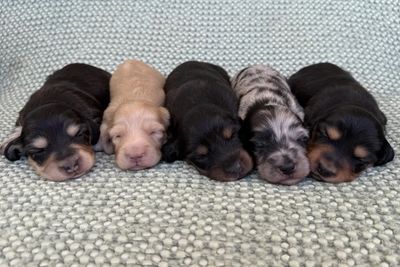 Alpha x Maeve - Aug Litter 2026