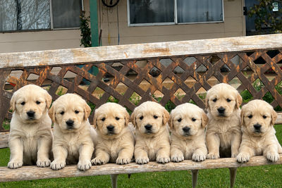 Goldie x Sadie - Jul Litter 2026