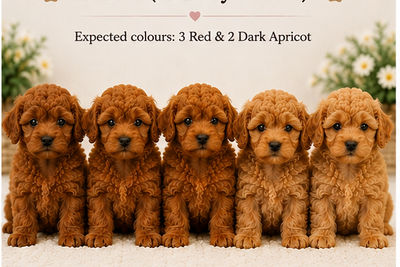 LEO x RIVER - October Litter 2026