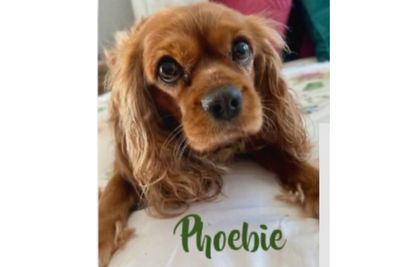 Phoebie - August litter 