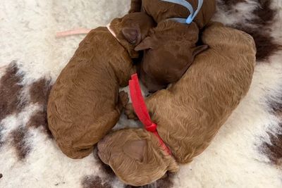 Harper- June 2026 litter