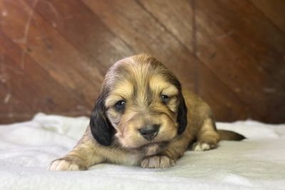 Hemi x Ari - Aug Litter 2026