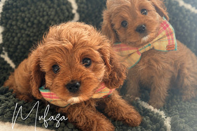 Milo x Ruby - Jul Litter 2026