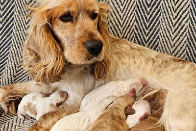 Shaggy x Sunny - Sep Litter 2026