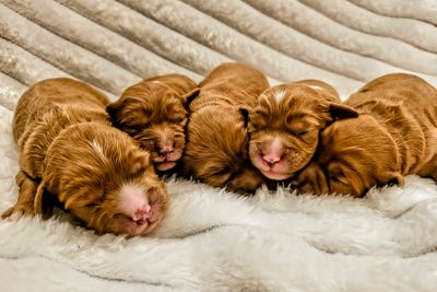 First Generation Pedigree Cavoodles: Bently x Scarlet 