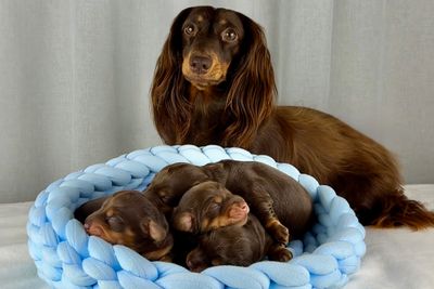 Cookie x Hershey - March Litter 2025