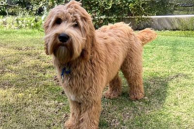 Burrinjuck Buzz x Burrinjuck Aurelia ~ Maple - Sep Litter 2026