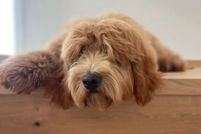 Ocean x Penny - November Litter 2026