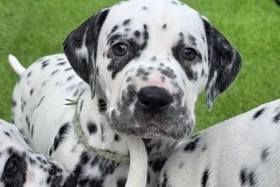 Boof x Nova - Jul Litter 2026