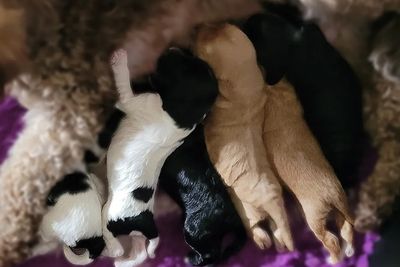 Domino x Lillian - May Litter 2026