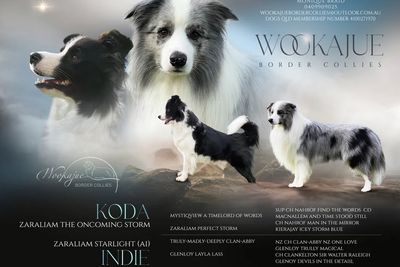 Koda x Indie - September Litter 2026