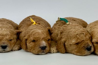 Otto  x Maisie  - August Litter 2026