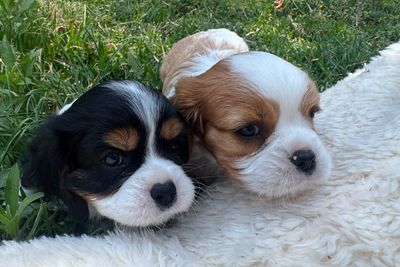 Basil x Pippi Longstocking - September Litter 2026
