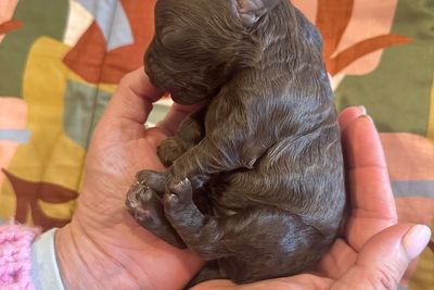 Hugo x Nelly - Jun Litter 2025