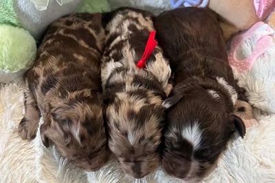 Billie L - Aug Litter 2026