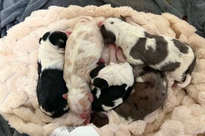 The Toy Story Litter- Gucci x Mable