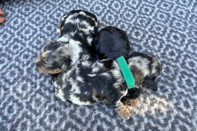 Jimmy x Heidi  - Sep Litter 2026
