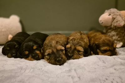 Dougal x Maya - Jul Litter 2026