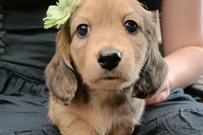 Merlin x Daenerys  - June Litter 2026