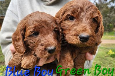 Dio x Honey Bee - Aug Litter 2026
