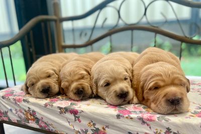 Sheldon x Pippa - Sep Litter 2026
