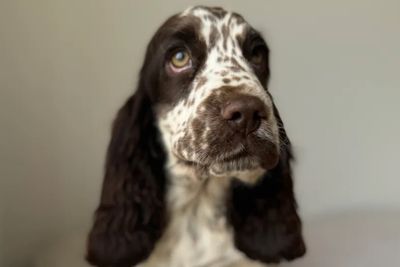 Navy x Dolly - May Litter 2026