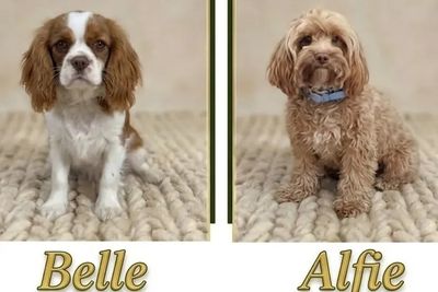 Alfie x Belle - February Litter 2027