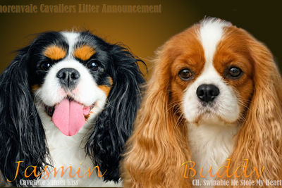 Buddy x Jasmin  - Aug Litter 2026