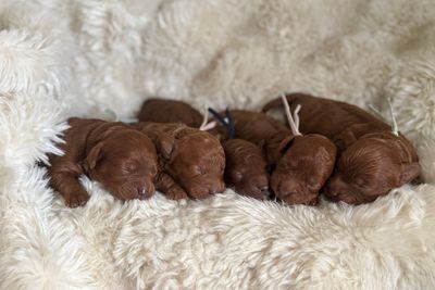 Gilbert x Koko - Aug Litter 2026