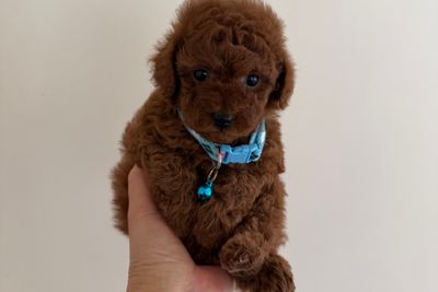 Jul Litter 2026
