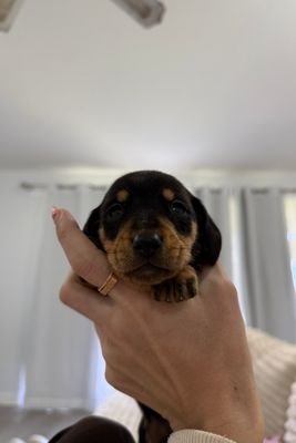 Pavlova - Jul Litter 2026