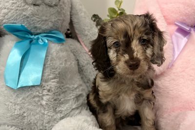 Loki (outside stud) x Gracie - July Litter 2026