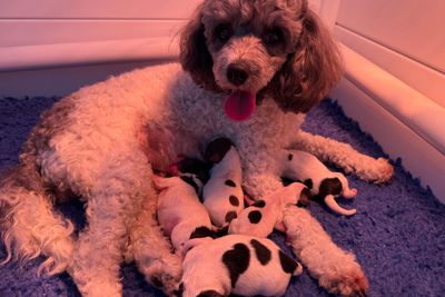 Mickey x Rosie - July Litter 2026