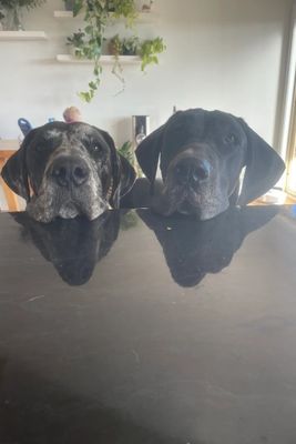 Jul Litter 2026