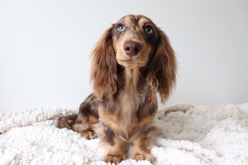 Northern Long Haired Dachshunds, Responsible Breeder In Queensland -  Rightpaw