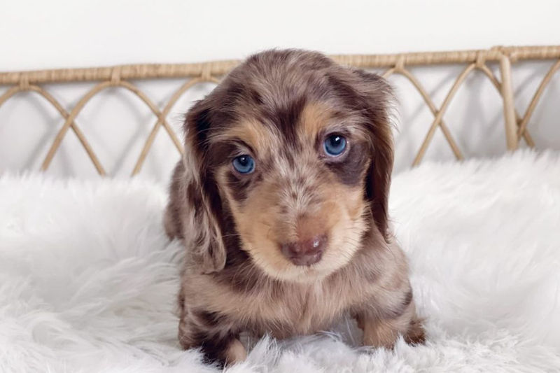 Northern Long Haired Dachshunds, Responsible Breeder In Queensland -  Rightpaw