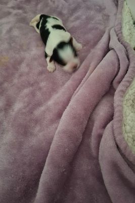 Feb Litter 2026
