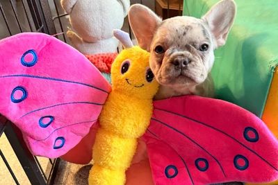 Alba x FENDI ( Co-Owned)  - Feb Litter 2026
