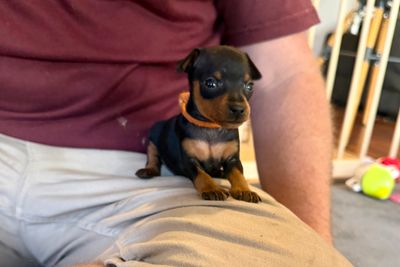 Ryder  x Jaffa - Aug Litter 2026