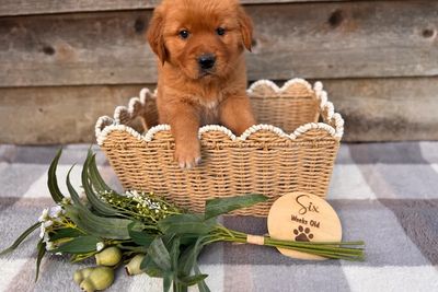 Cruz x Dolly - Aug Litter 2026
