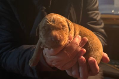 Cruz x Dolly - Aug Litter 2026